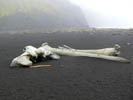 Kości wieloryba - Jan Mayen